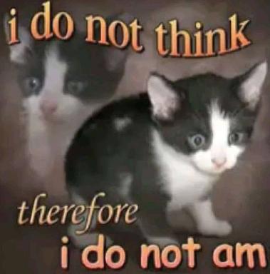 Two cats deliver a philosophical non-sequitur with deadpan resignation — the self-refuting logic of pure skepticism.