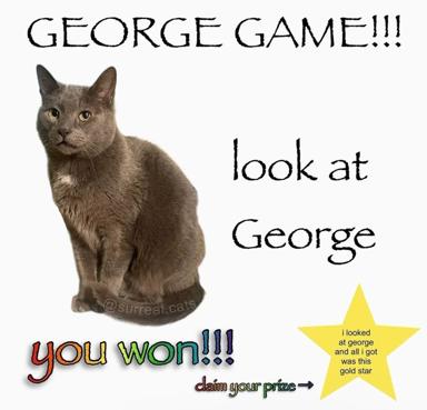 A gray cat faces the viewer with an intentional expression in a playful meme instructing someone to "look at George," promising victory and a prize for following the command.