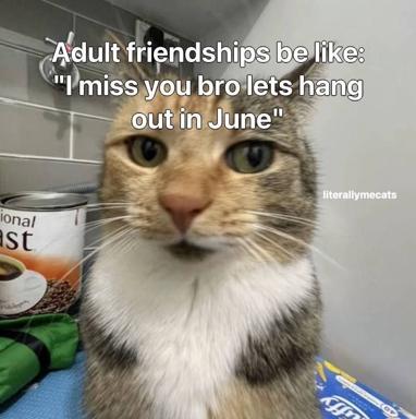 A mournful tabby cat embodies the emotional bandwidth of adult friendships: the promise to hang out rendered in June-distant logistics.