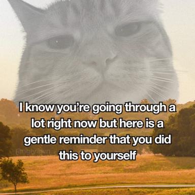 A calm white cat's oversized face looms over an autumnal landscape, offering the reassurance "I know you're going through a lot right now but here is a gentle reminder that you did this to yourself" — absurdist accountability humor.