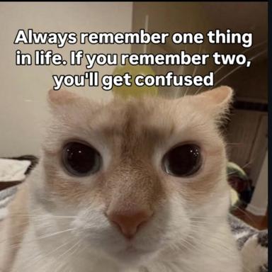 A wide-eyed white cat with comically shocked expression illustrates the paradox of remembering too many life lessons at once.