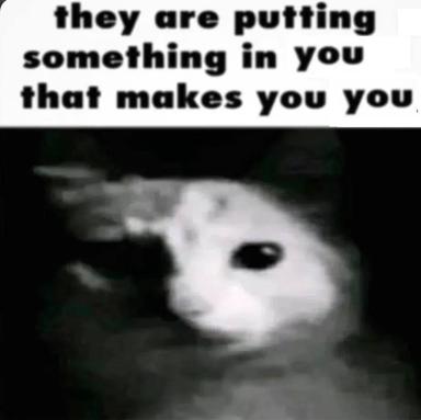 A wide-eyed, distorted cat against a dark background under text claiming "they are putting something in you that makes you you" — grimdark meme with paranoid conspiracy undertones and unsettling image degradation.