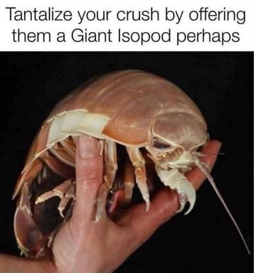 Relationship advice text-meme proposing a giant isopod as a romantic gesture, playing on the gap between courtship fantasy and grotesque reality.