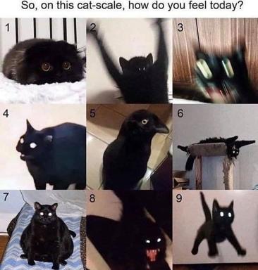 A 3×3 grid mood scale meme asking "how do you feel today?" through increasingly unhinged black cat expressions, from innocent to demonic.