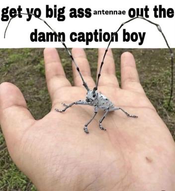 A photo of a pale, black-spotted longhorn beetle with very long antennae standing on an open palm over grass. The white banner above it reads "get yo big ass antennae out the damn caption boy", a playful image-macro joke that tells the beetle to move its antennae out of the caption area.