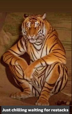 A tiger seated in a relaxed human-like pose against a warm tan wall, embodying casual procrastination with the caption 'Just chilling waiting for restacks'—a deadpan gym humor meme.
