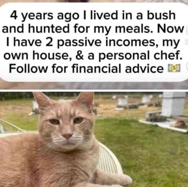 A tabby cat's knowing stare undercuts a gloat about going from subsistence living to luxury—deadpan feline energy meets financial-advice parody.
