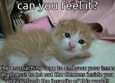 A soft-focus close-up of a beige and white cat with wide, knowing eyes against a pink bedroom setting, overlaid with absurdist text about the encroaching urge to embrace inner madness and confront existential despair.