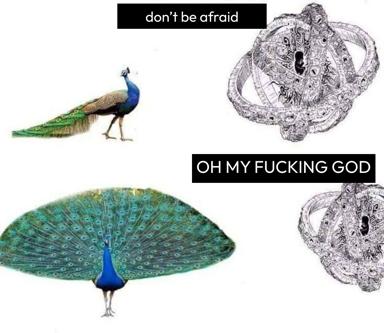 A meme contrasting the peacock's serene appearance (photos) with its internal chaos (ink drawings), captioned from reassurance to existential horror.