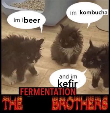 Three fluffy black kittens declare their preference for fermented foods: beer, kombucha, and kefir — a wholesome celebration of fermentation culture masked as sibling solidarity.