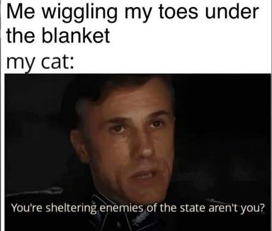 A reaction-image meme showing a man from a film with a suspicious, accusatory expression paired with absurdist pet humor about cats monitoring their owners' movements.