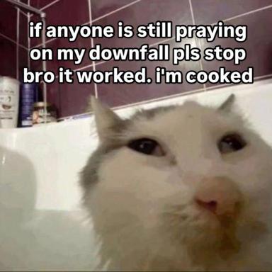 A white cat with a skeptical expression sits indoors, captioned with self-deprecating humor about accepting defeat.