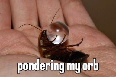 An insect with an impossibly large spherical orb balanced on its head, contemplating existence on human hands—the internet's favorite format for existential angst.