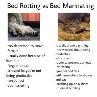 Two-panel meme contrasting "bed rotting" (depressed, unproductive inertia) with "bed marinating" (intentional rest and self-care recovery), using cat photos to illustrate the distinction.