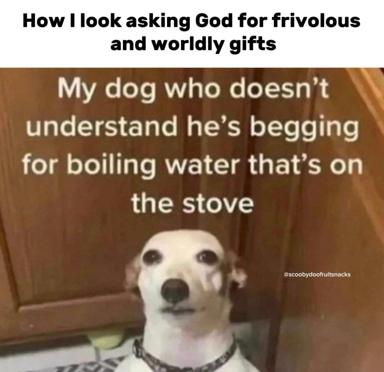 A white dog with an agape, incredulous expression looks upward; the meme jokes that this is how the dog begs for boiling water instead of understanding what he's actually asking God for.