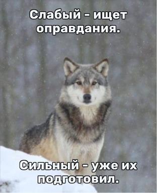 A wolf in falling snow, rendered wise by foresight—the weak scramble for excuses, the strong prepare them first.