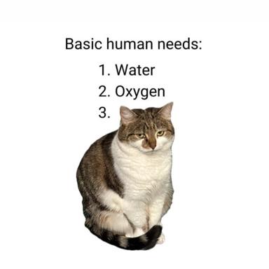 Basic needs: water, oxygen, cats — an absurdist claim that felines rank alongside breathing and hydration.