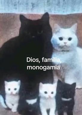 Five cats in hierarchical formation stare blankly at the camera beside "Dios, familia, monogamia" — collapsing Catholic orthodoxy into feline judgment.